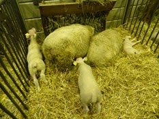 2015.02.26-031 mouton Charmoise