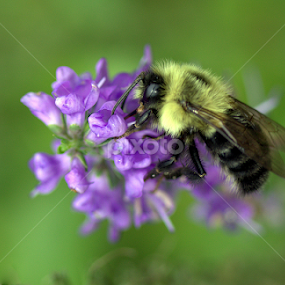 Face full of Nectar  by Judee Schofield - Animals Insects & Spiders