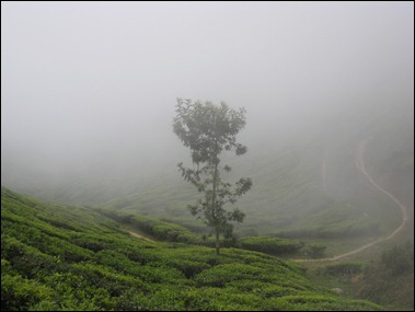 Munnar Day Out VIII
