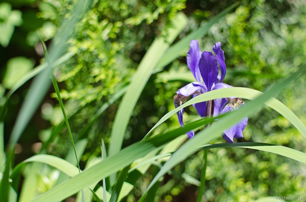 [DSC_0266_irises_02%255B10%255D.jpg]