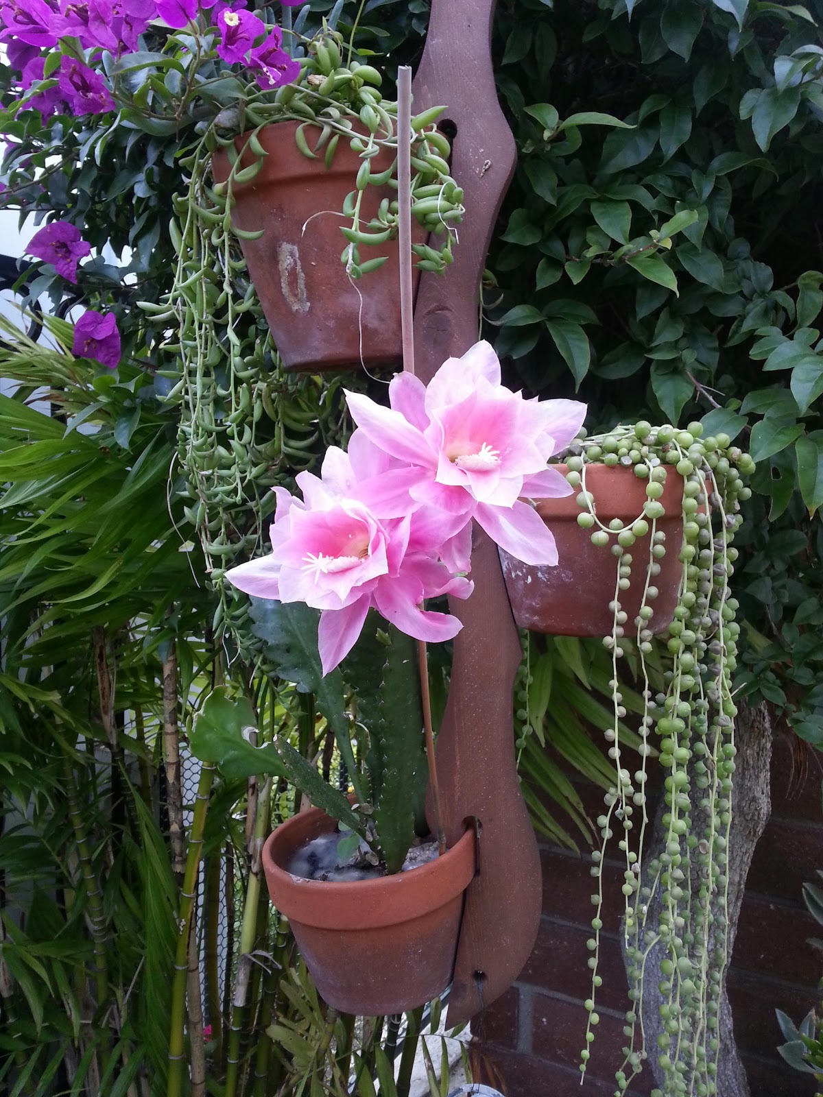 Beautiful Mermaids Epiphyllums aka Cactus Flower