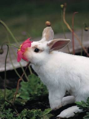 [conejos%2520con%2520flor%2520%25281%2529%255B2%255D.jpg]