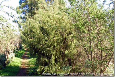 4540 Barranco de Antona(Cedro) 4540 Barranco de Antona(Cedro)