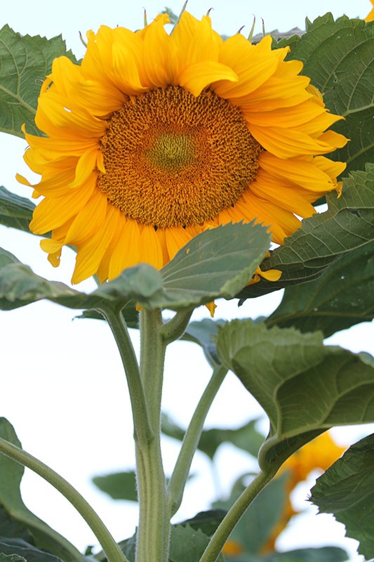[110707_sunflowers_davis_243.jpg]