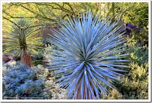 Desert Botanical Garden, Phoenix, Arizona: Part 2 (2014 edition)
