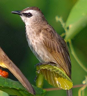 Download mp3 suara aneka burung cucak suara burung