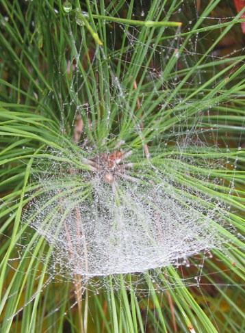 SPIDER WEB (1)