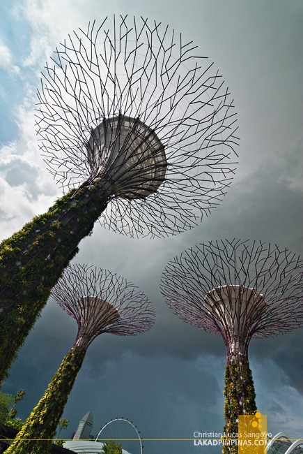 Massive Supertrees at Singapore's Flower Dome