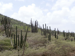 2013-10-01 Aruba - 80