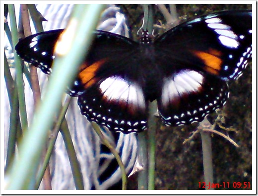 klasifikasi kupu-kupu Common Eggfly Butterfly - Hypolimnas bolina - female 5