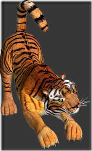 tigres (3)