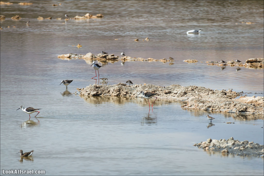 LookAtIsrael.com: Фото-блог о путешествиях по Израилю. Тель Авив, Иерусалим, Хайфа 