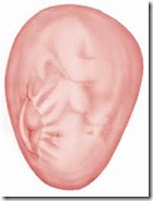 uterine repture during labour
