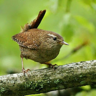 Download suara burung jenis wren suara burung wren