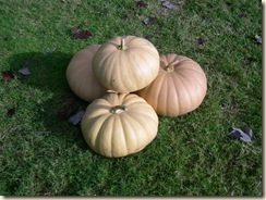 cheese pumpkins