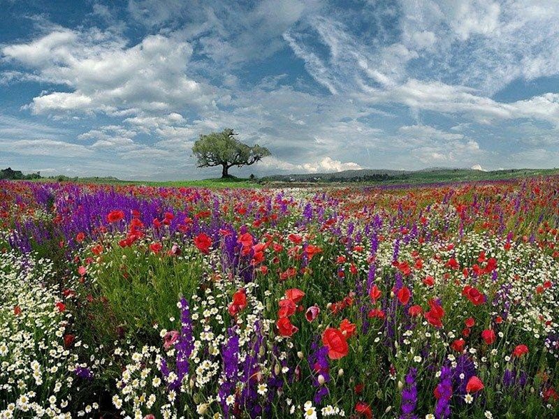 primavera3.jpg