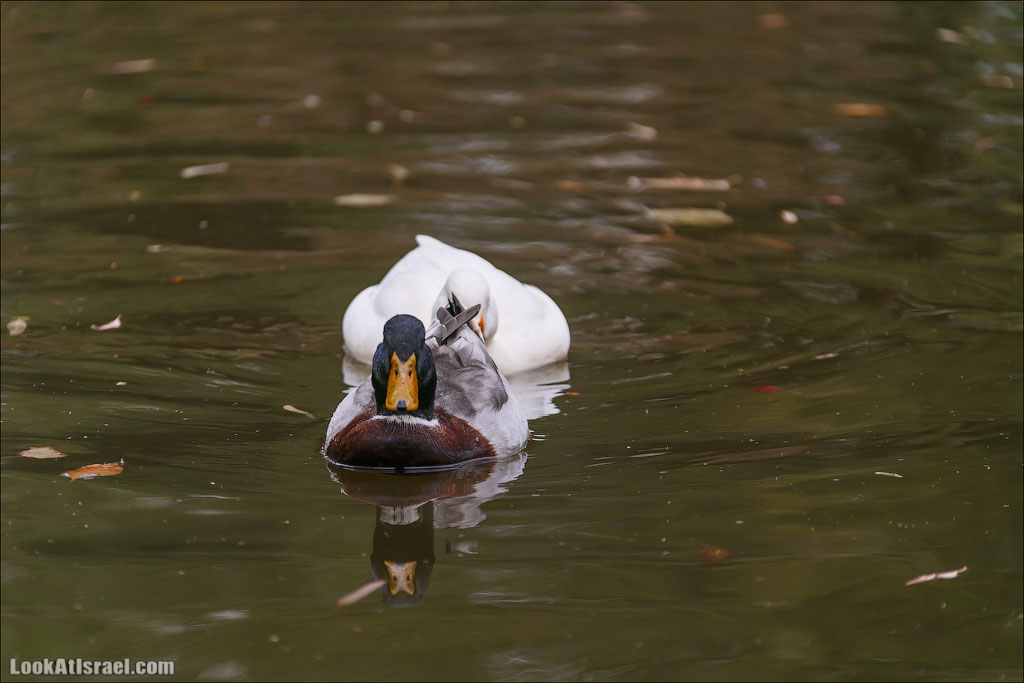 Ган Гуру - парк с кенгуру и другими австралийскими животными | Gan Guru | גן גורו | LookAtIsrael.com - Фото путешествия по Израилю