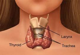 [thyroid3.png]