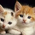 Funny Animals | Funny Cats, Funny Dogs & Animals | Animals Funny #3
