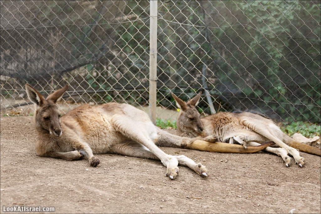 Ган Гуру - парк с кенгуру и другими австралийскими животными | Gan Guru | גן גורו | LookAtIsrael.com - Фото путешествия по Израилю