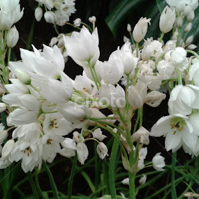 white beauty by Kausik Banerjee - Flowers Flower Gardens