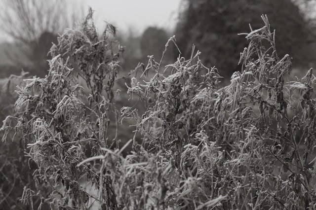 Heavy frost frozen winter Norfolk countryside landscape
