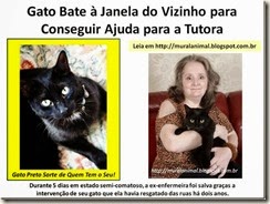 Gato_Bate_Janela_do_Vizinho_para_Conseguir_thumb_1_
