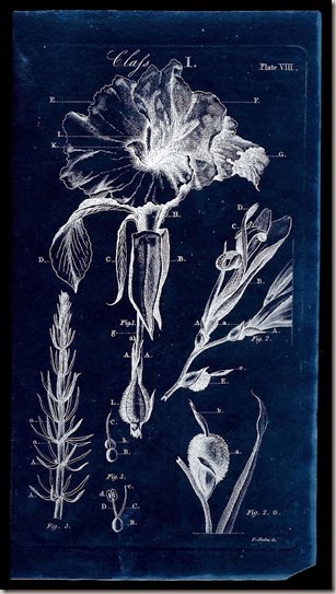 Botanical scan (6x)