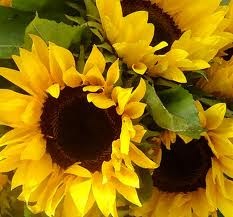 [sunflower%255B2%255D.jpg]