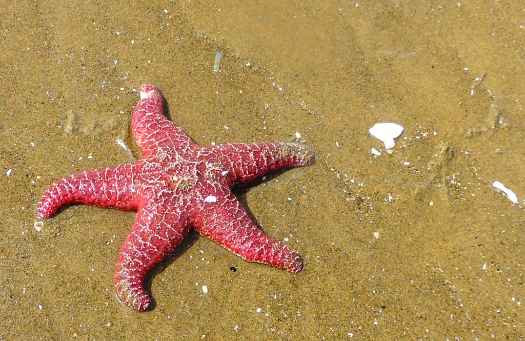[starfish%2520washed%2520ashore%255B5%255D.jpg]