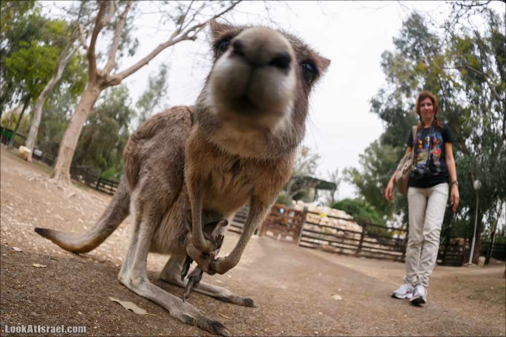 Ган Гуру - парк с кенгуру и другими австралийскими животными | Gan Guru | גן גורו | LookAtIsrael.com - Фото путешествия по Израилю