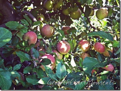 Melrose Apples (Official Apple of Ohio)