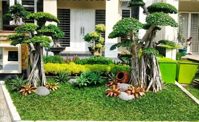 Jual Bonsai Beringin Korea | Bonsai Cemara Udang | Bonsai Pule | Tukang