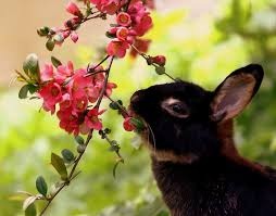 [conejos%2520con%2520flor%2520%25286%2529%255B2%255D.jpg]