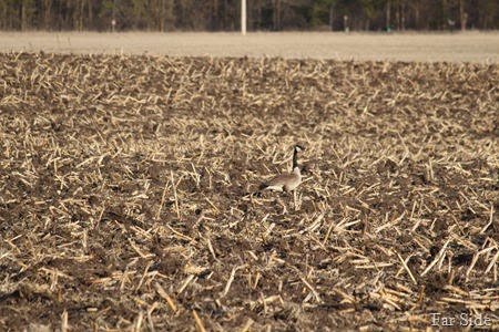 Canada Goose in field of brown