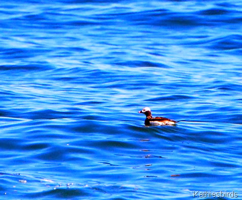 2. long-tailed duck-kab
