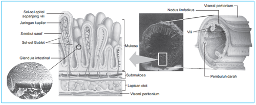 gambar struktur anatomi usus halus