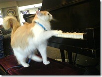 gato pianista blogdeimagenes (7)