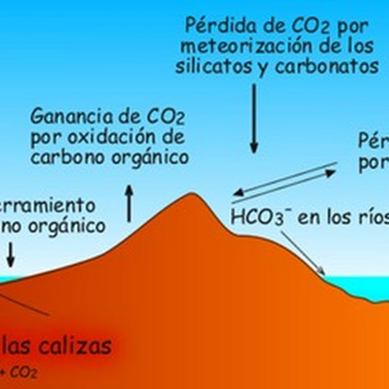 Láminas ciclo de carbono