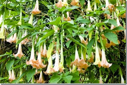 angels_trumpets.jpg.size.xxlarge.letterbox