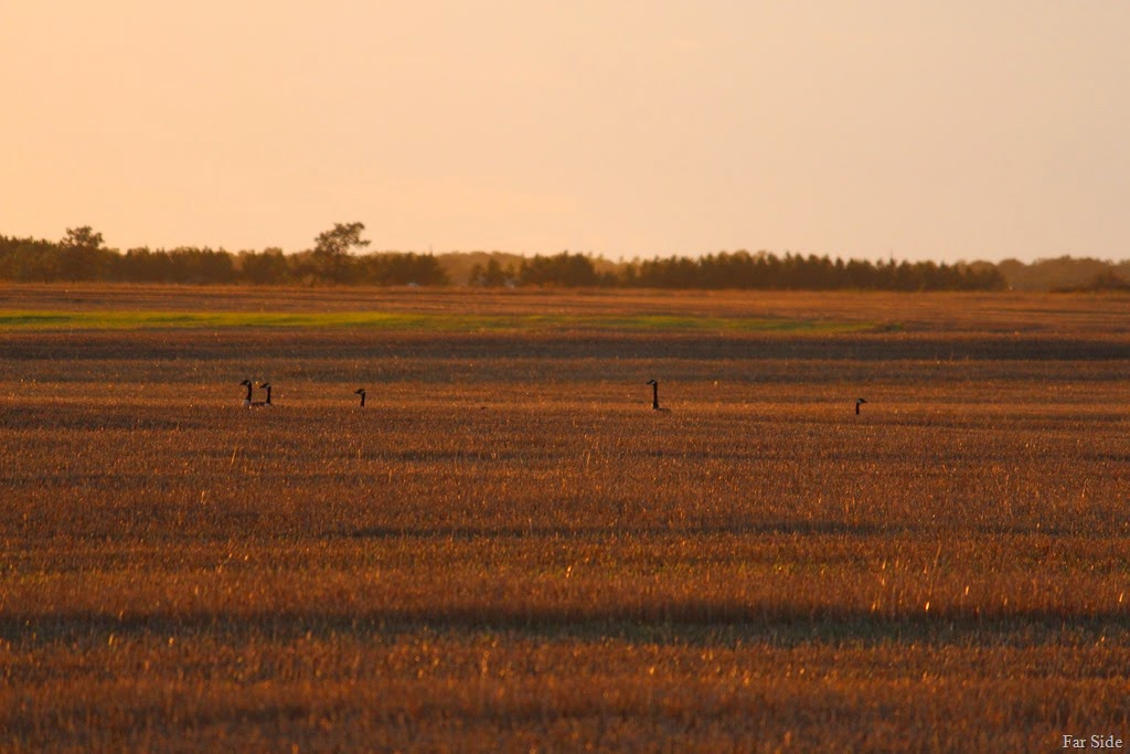 [Canada%2520Geese%2520in%2520the%2520stubble%255B10%255D.jpg]