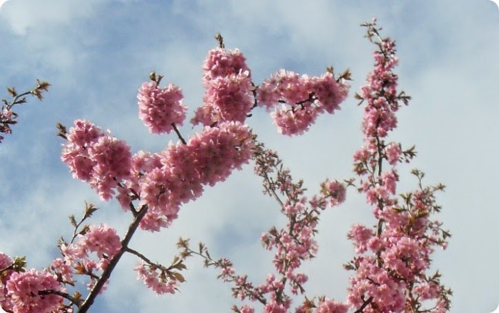 De lyserøde træer - april 2014