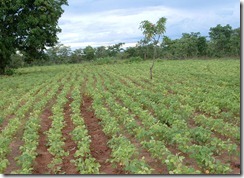 soybean_field