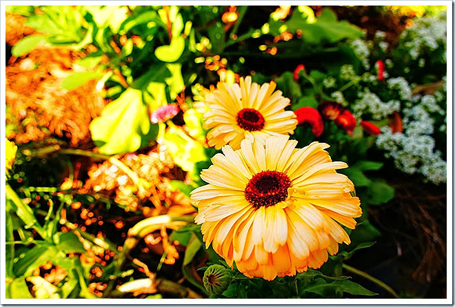 free-images-flowers-1 (1095)