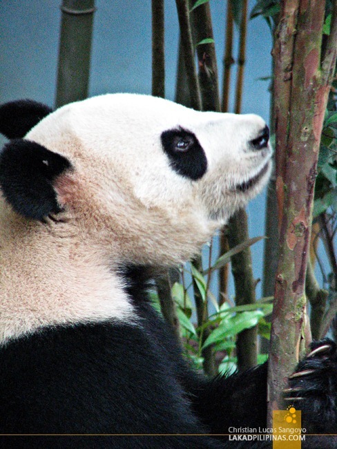 Singapore's Giant Pandas