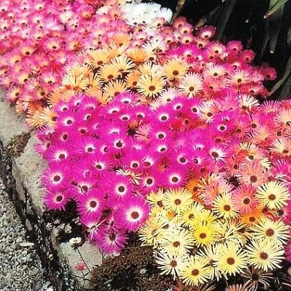 [Mesembryanthemum%2520Tricolor%255B3%255D.jpg]