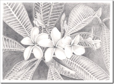 frangipani flower drawing