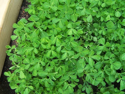 [fenugreek2.jpg]