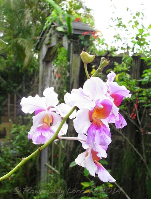 [04-08-orchids3%255B4%255D.jpg]