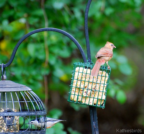 4. juv cardinal-kab